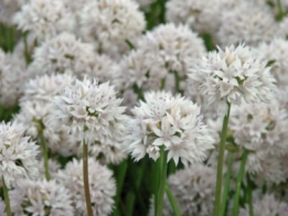 images/productimages/small/n004 amplectens Gracefull 1.jpg